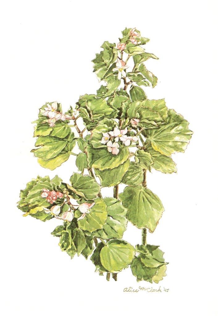 B. Undine